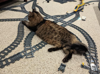 Example Lego track with lots of 3D-printed forks and intersections. Unsuspecting, but also uncaring, cat unaware of train fast approaching.