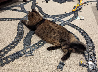 Example Lego track with lots of 3D-printed forks and intersections. Unsuspecting, but also uncaring, cat unaware of train fast approaching.